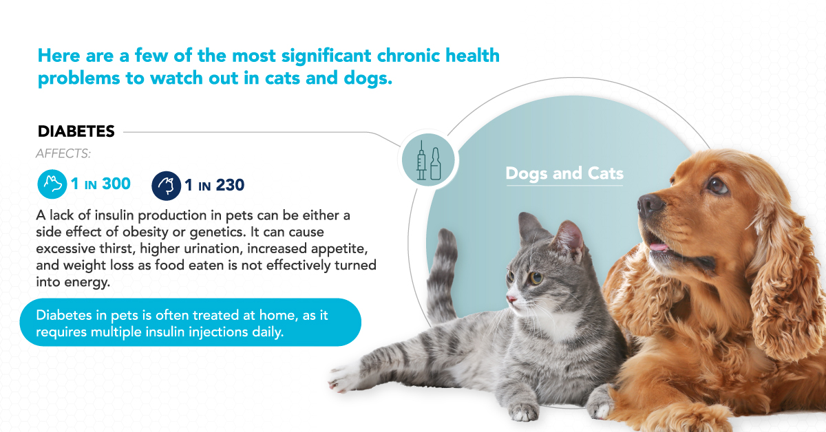 Putting Pet Health First: Chronic Illnesses in Dogs and Cats – Visual Capitalist