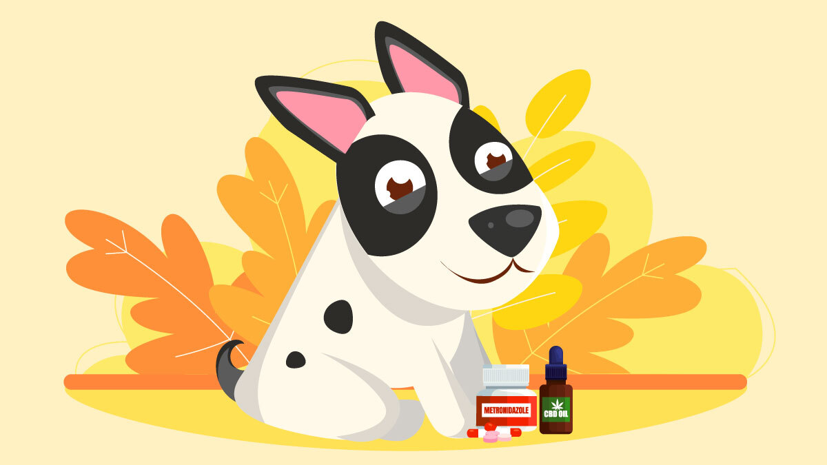 Natural Alternatives to Metronidazole for Dogs – Health Behavior News Service