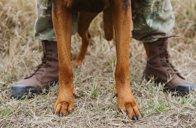 Documentary profiles K9 anti-poaching units in Kruger and elsewhere – Lowvelder