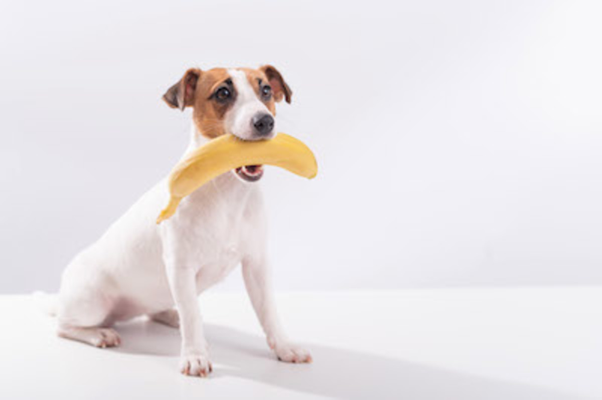 Can Dogs Eat Bananas? Experts Weigh in on Whether This Fruit Is Healthy for Pups – Parade Magazine