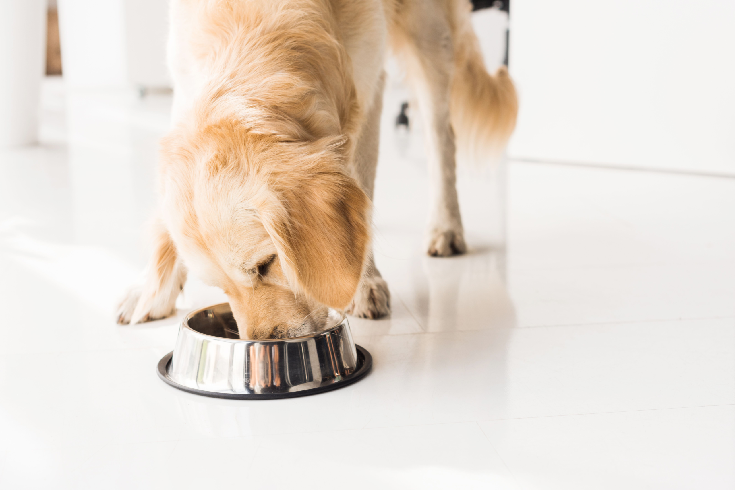 Goodness Gracious and A Time to Heal partner to deliver human grade dog food to veterinarians – DVM 360