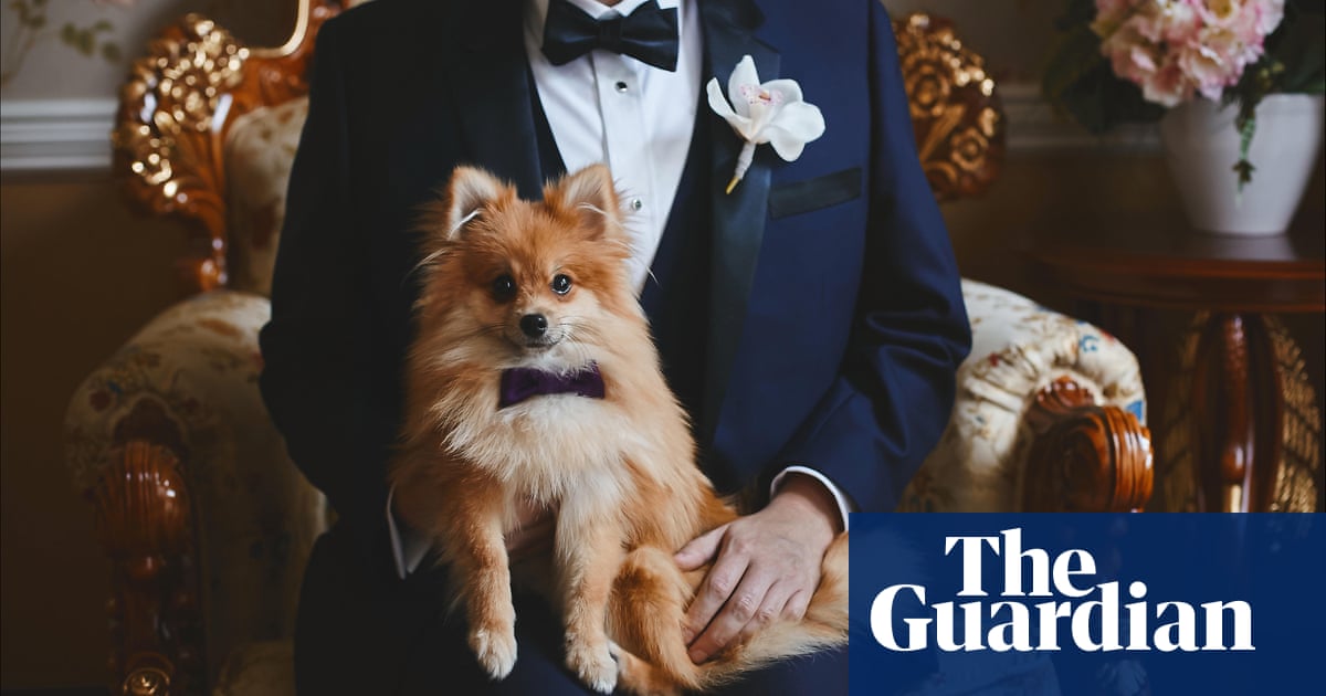 Paws off: protecting clothes from your pets (and what to do when you’ve failed) – The Guardian