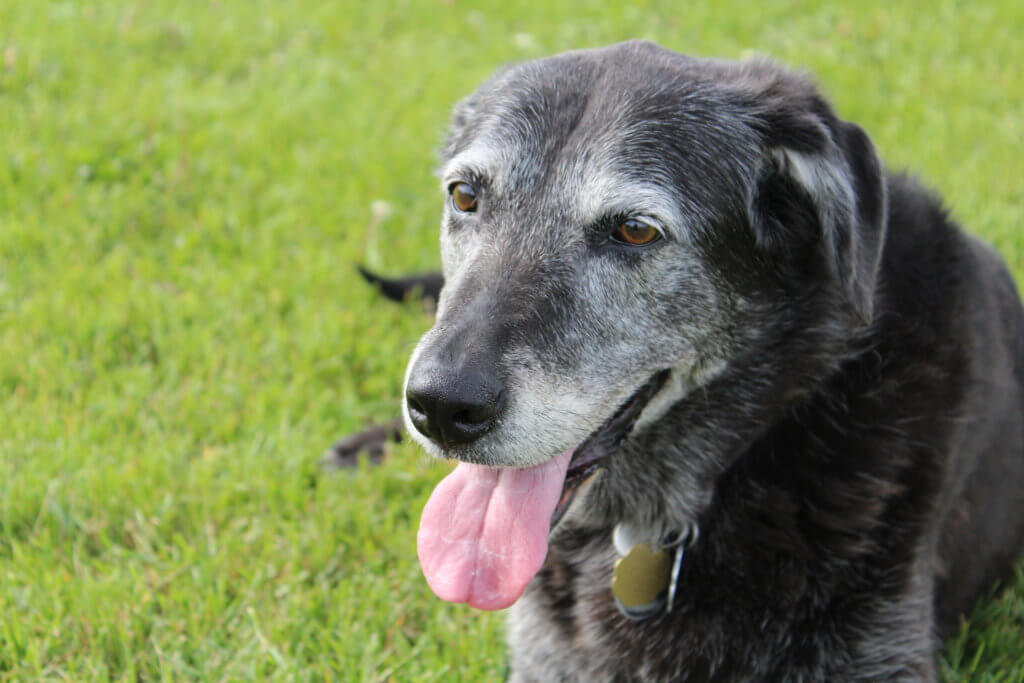 Expert Tips for Taking Care of Senior Pets – Long Island Press