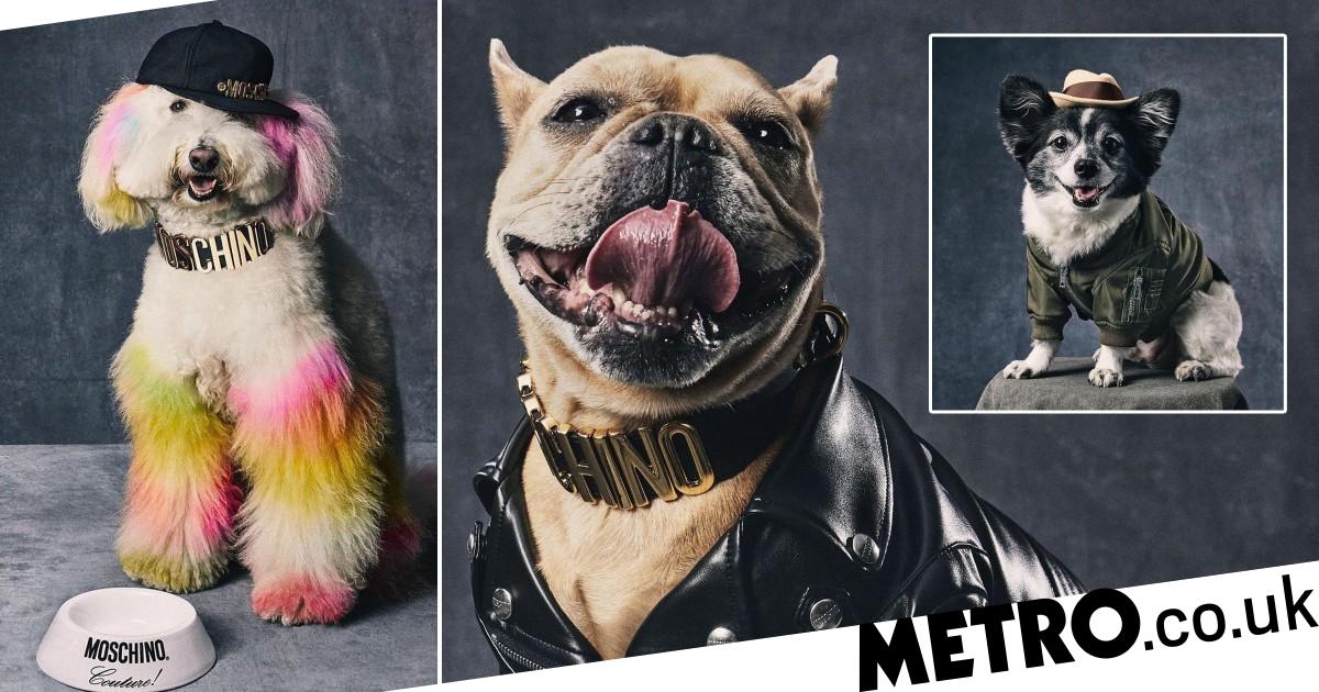 Moschino launches a new line of designer dog clothes – Metro.co.uk