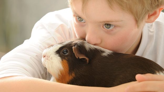 How pets give your kids a brain boost – BBC