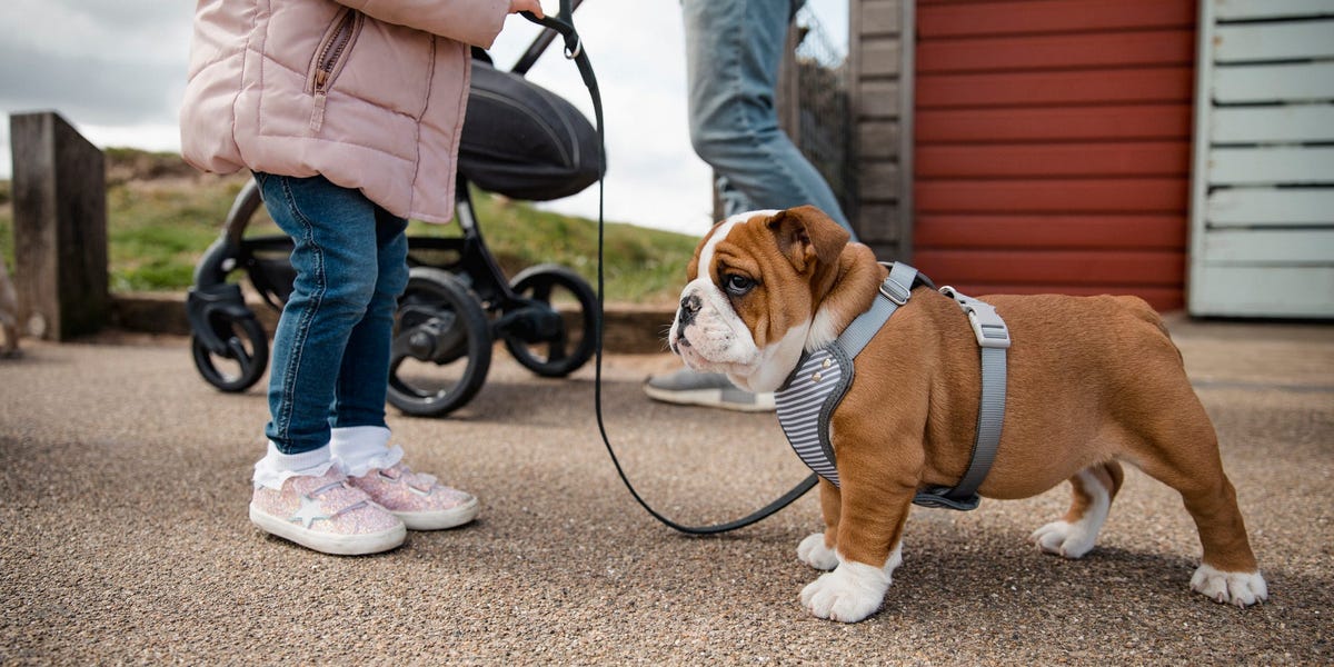 Dog harness vs. collar: Safety pros and cons of each – Insider