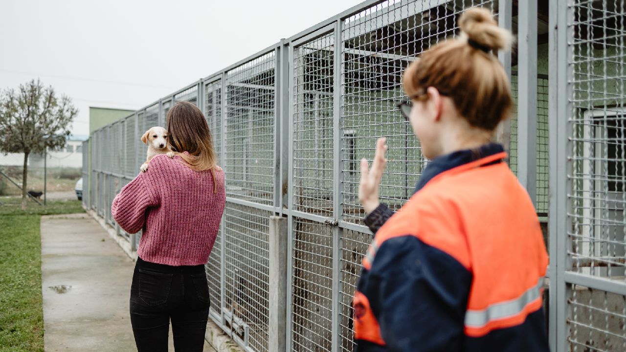 Families are returning their pets to animal shelters due to inflation and rising rents: 'So sad' – Fox News