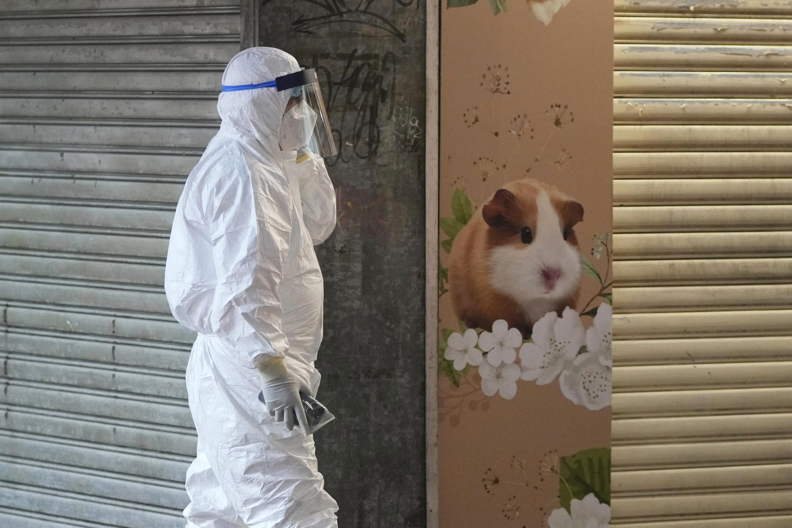 Hong Kong to kill 2000 animals after hamsters get COVID-19 – The Associated Press – en Español