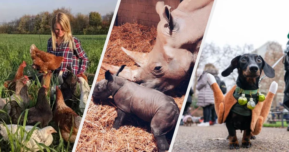 8 Of The Best Animal Stories Of 2021 To Make You Smile – HuffPost UK