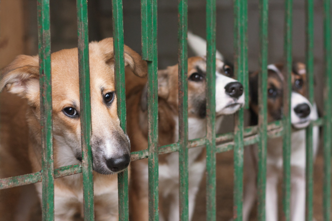 Rising inflation blamed for increase in pet abandonment in France – The Connexion