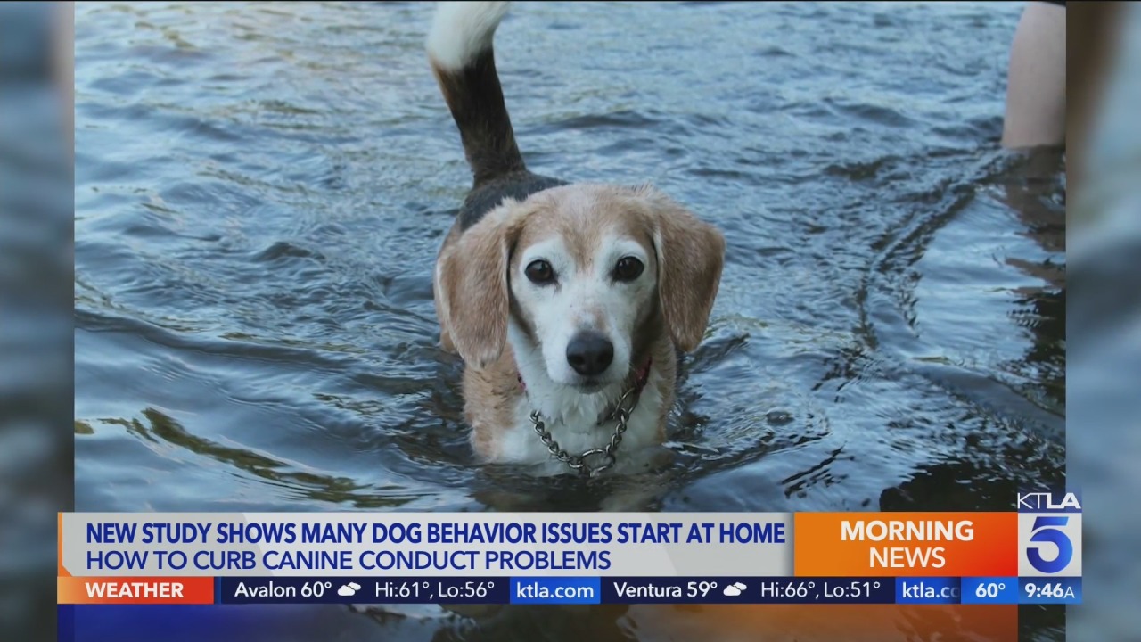 New study shows pet owners play a big role in dog behavior issues – KTLA Los Angeles