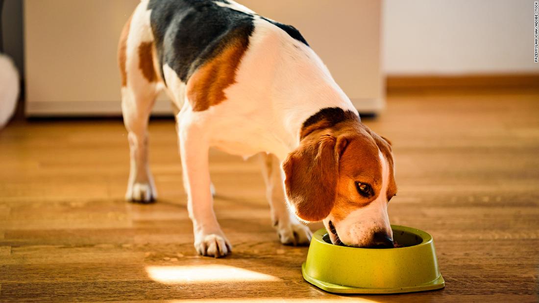 How often you wash your dog's bowl can affect your health, too, study says – CNN