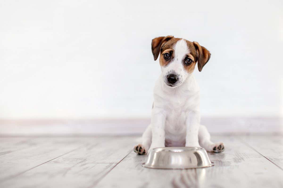 Feeding pet dogs just once a day might keep them healthier as they age – New Scientist