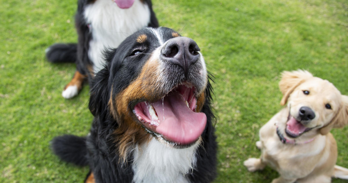 Freshpet recalls dog food over potential salmonella contamination – CBS News