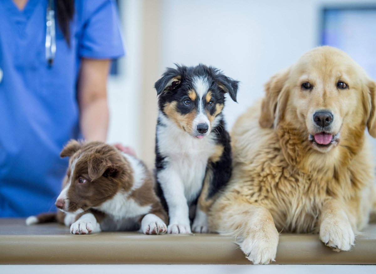 Healthy Dogs: These are the 10 healthiest breeds of adorable dog least likely to need expensive visits to the vet – including the loving Rottweiler 🐕 – The Scotsman