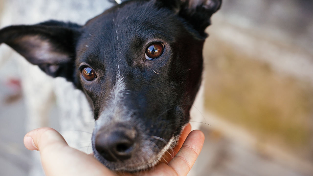 Are ‘pandemic pets’ really being returned to shelters? – NewsNation Now