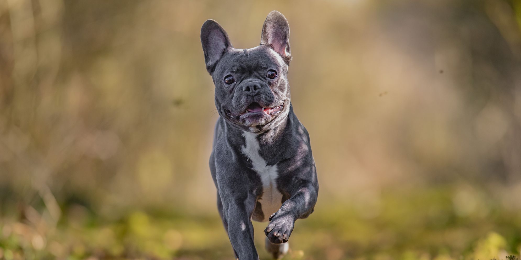 French Bulldogs No Longer "Typical Dogs" Due to Health issues, say scientists – Country Living