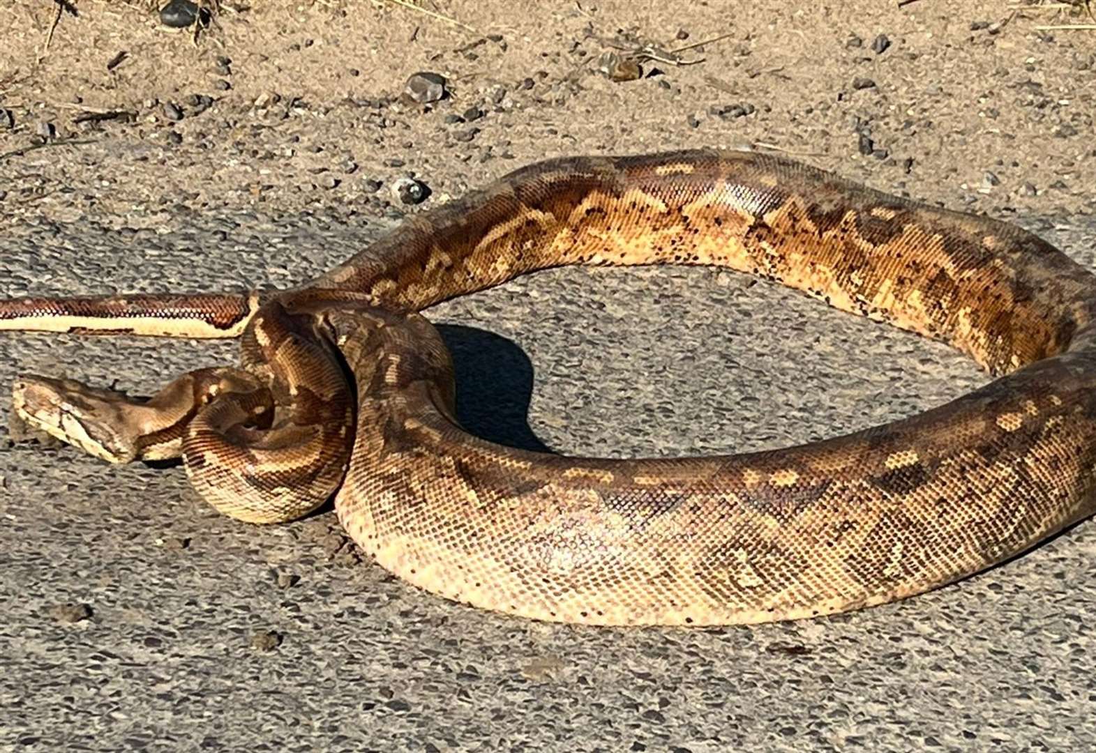 Heatwave triggers escaping snake alert – Newbury Today