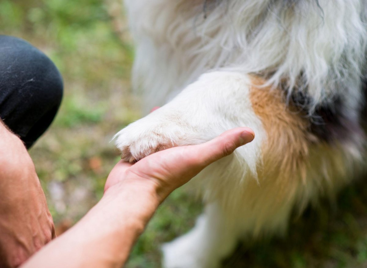 Here are the 10 breeds of adorable dog that can help owners struggling with anxiety and mental health issues – including the empathic Labrador 🐕 – The Scotsman