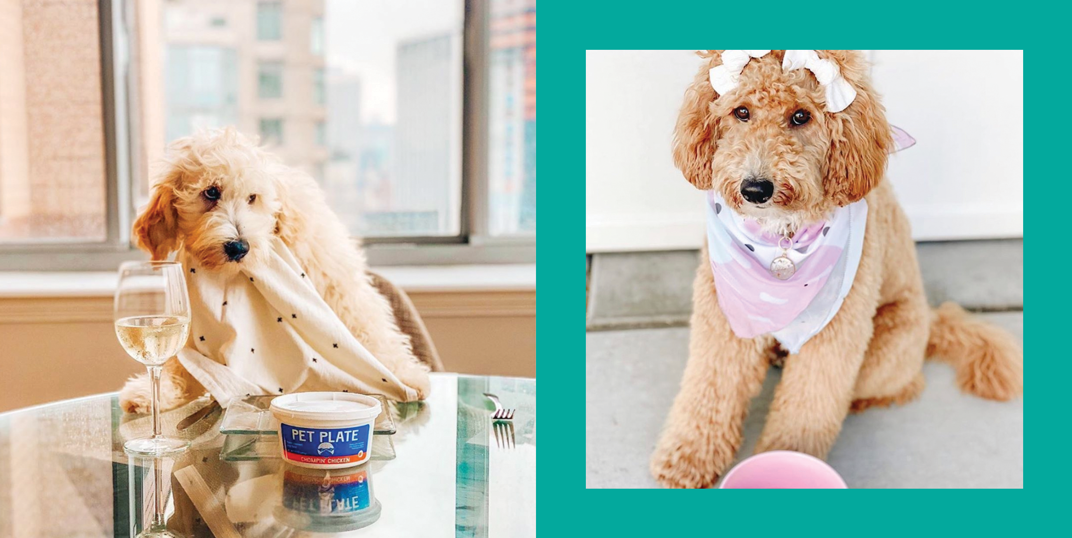 16 Black-Owned Pet Brands — BIPOC Pet Food, Toys, and Clothes – Cosmopolitan