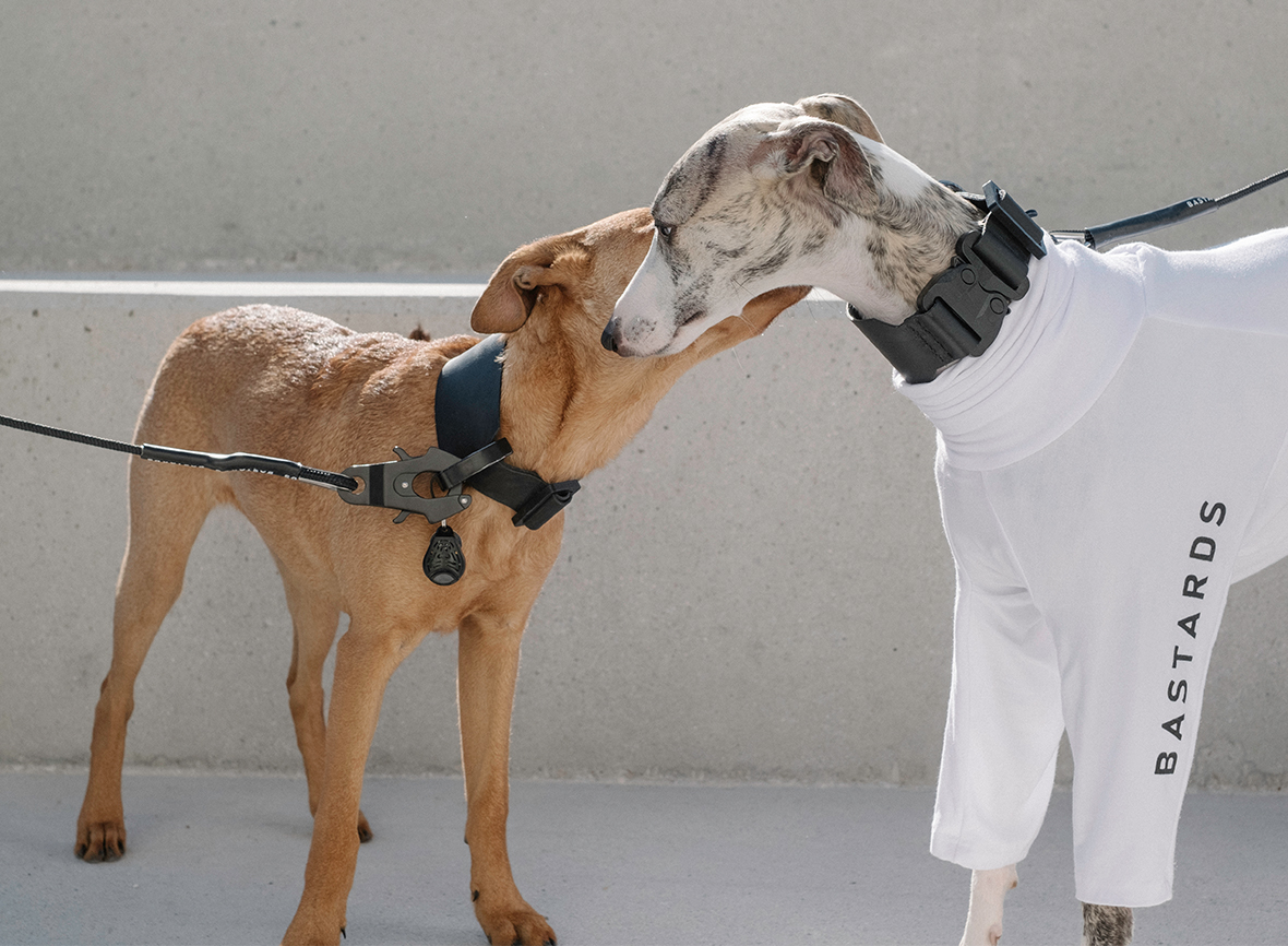 High-Tech Dog Wear Brand Makes Modern Accessories for Cool Canines – Design Milk