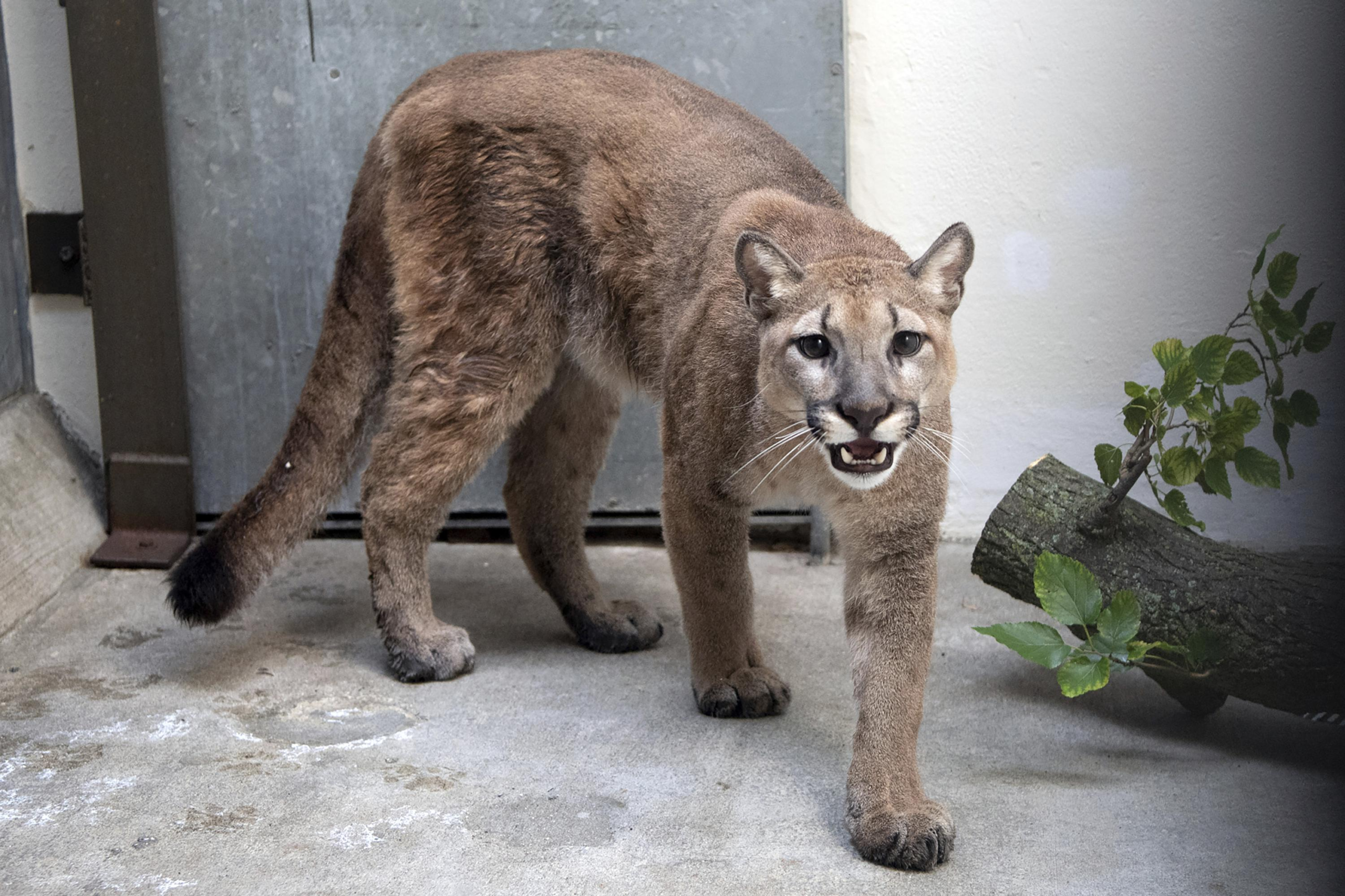 Cougar that was kept as illegal pet removed from NYC home – The Associated Press – en Español