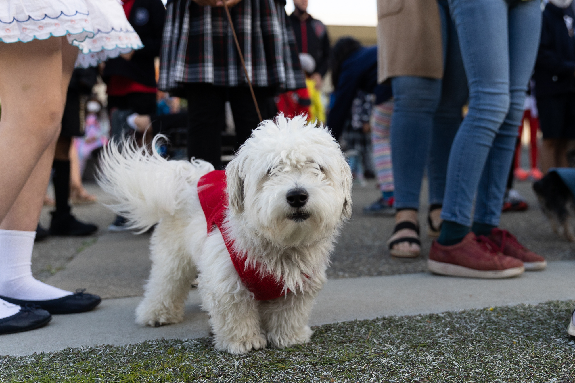 Animals small and large converge on Trinity School for a pet parade – The Almanac Online