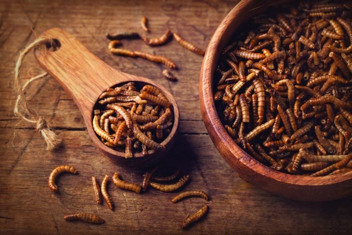 Insect-based pet and people foods marketed together – PetfoodIndustry.com