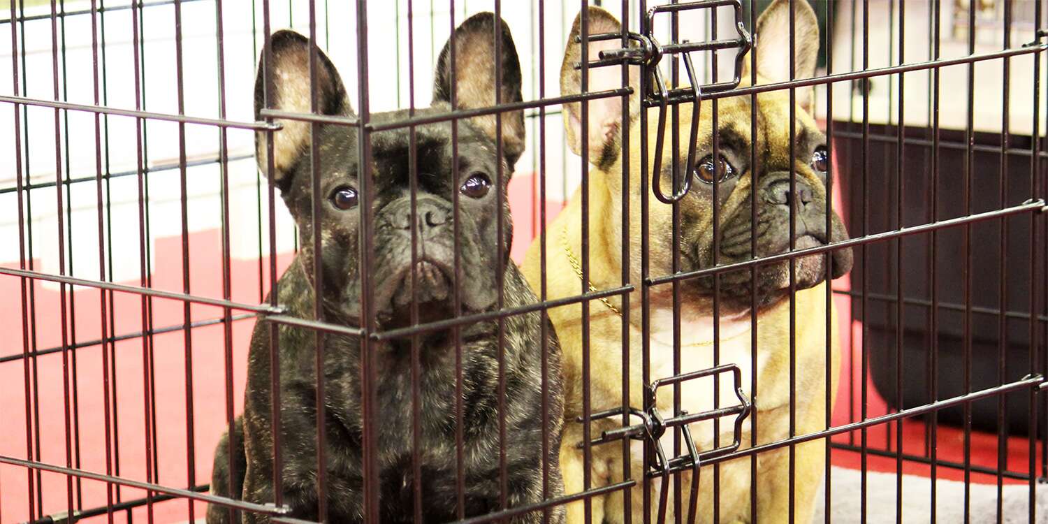 New York Passes Bill to Ban the Sale of Dogs, Cats, and Rabbits in Pet Stores – PEOPLE