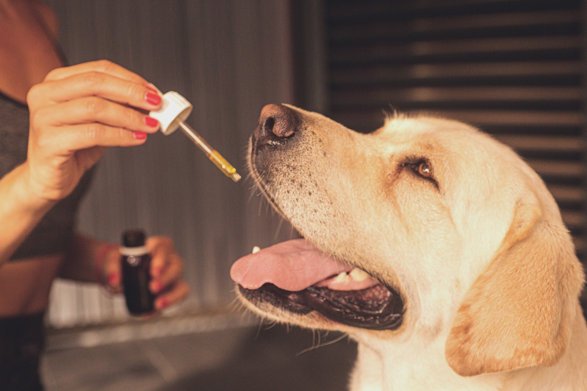 Best CBD Oil For Dogs 2022: Top Brands To Buy CBD For Pets – Orlando Magazine