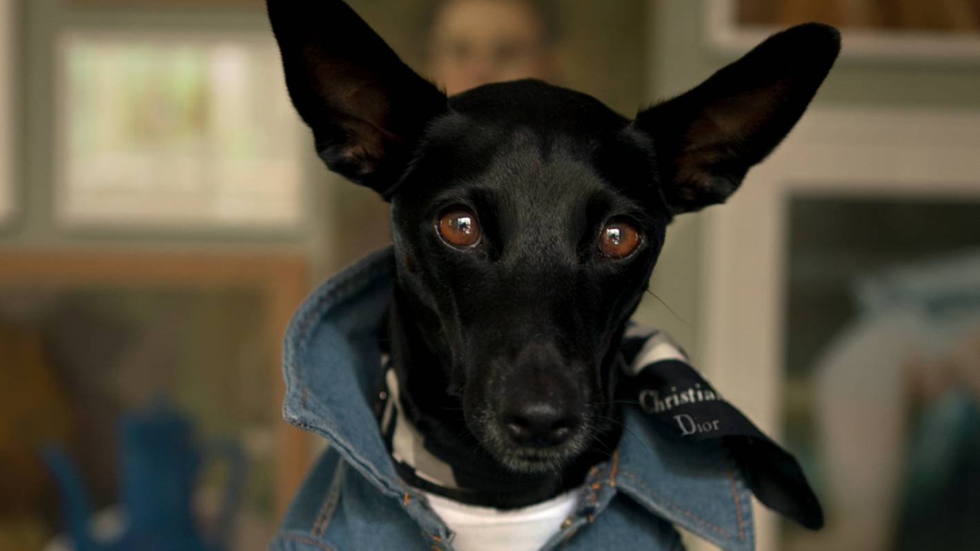 Serge the fashion dog is probably Aoteroa's best dressed pooch – Stuff