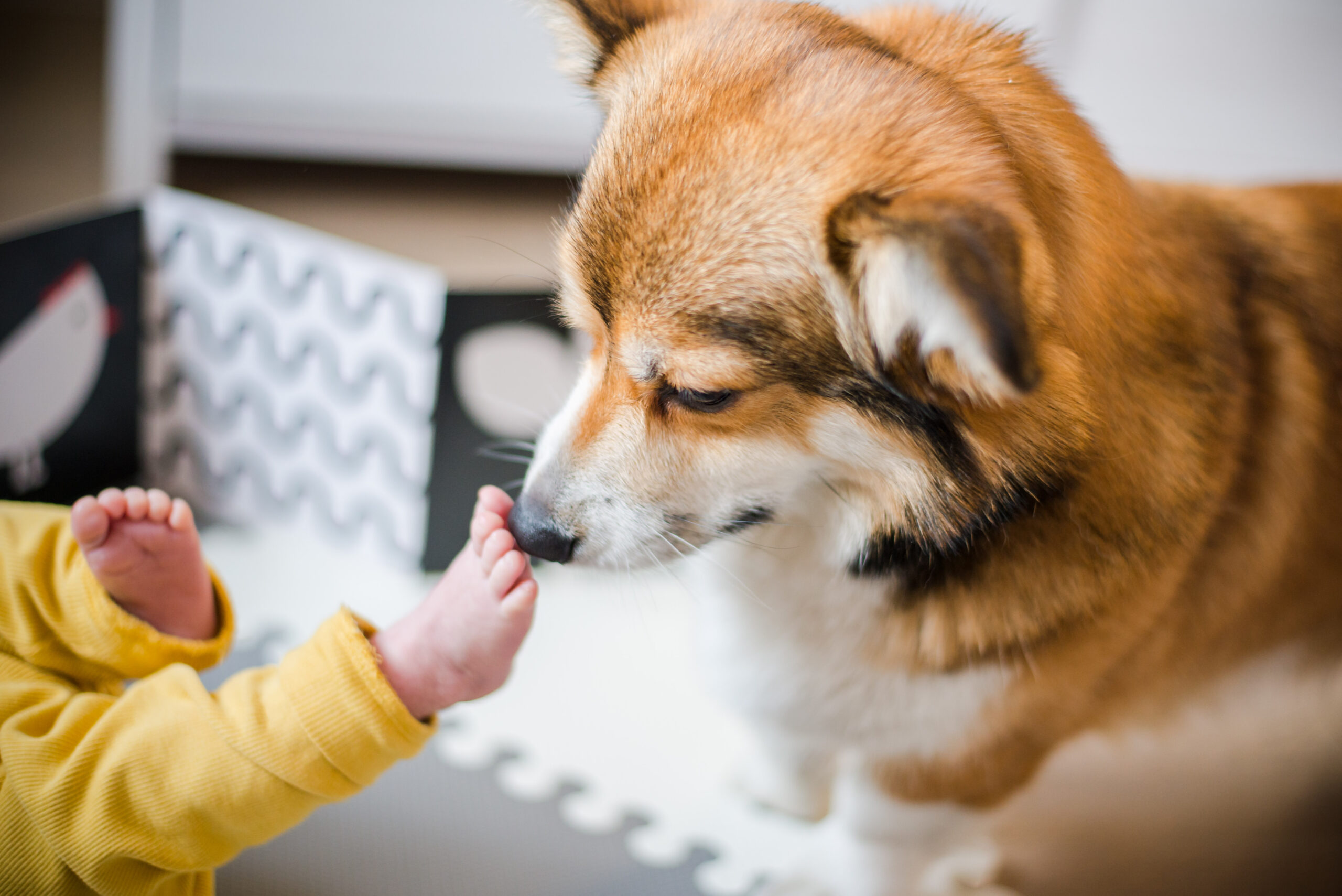 Study Shows Dogs Detect COVID-19 Infections Better Than PCR Tests – American Kennel Club