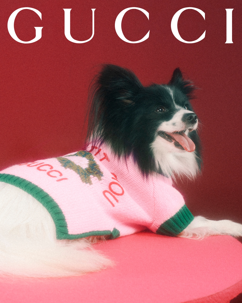 Gucci Pet Collection Is Introduced – WWD – WWD