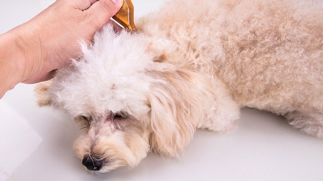 How to treat dog dandruff – NBC4 WCMH-TV