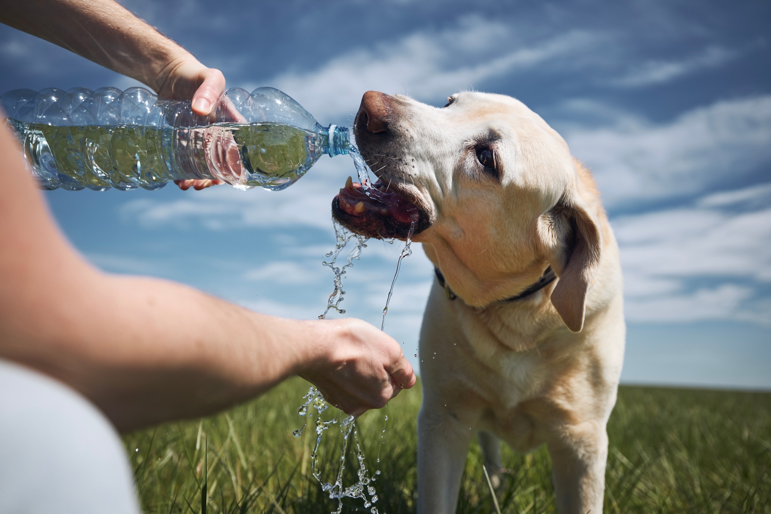 Heat Danger: Tips For Keeping Your Pet Cool, Safe As Heat Wave Grips Philadelphia Region – CBS Philly