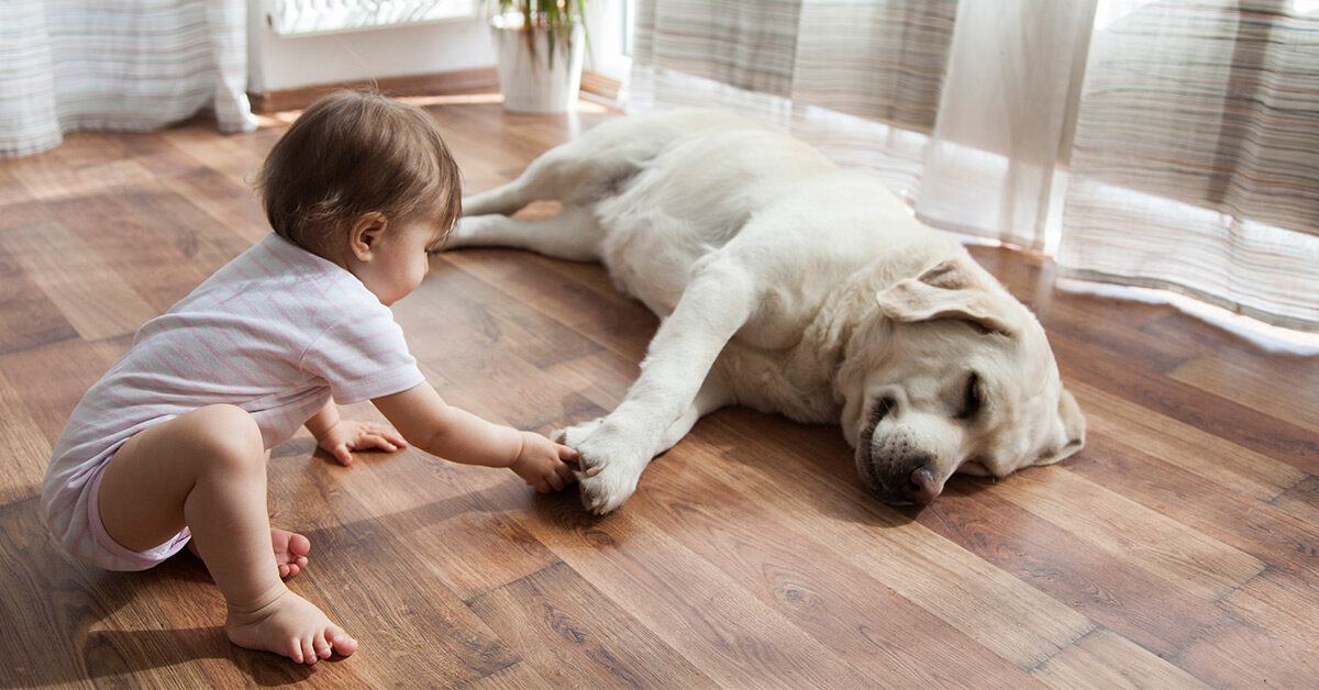 Dogs Can Help Reduce Stress in Children: What to Know – Healthline