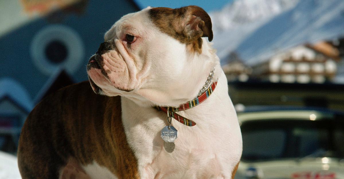 Which Dog Breeds Were Banned in Norway? What You Should Know – Green Matters