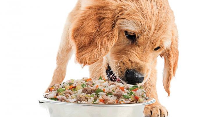 Feeding dogs raw meat could be bad for YOUR health – Study Finds