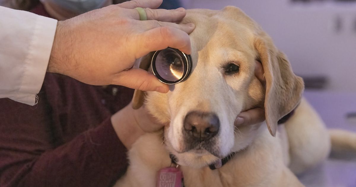 Massive study seeks to help dogs live longer and healthier – The Seattle Times