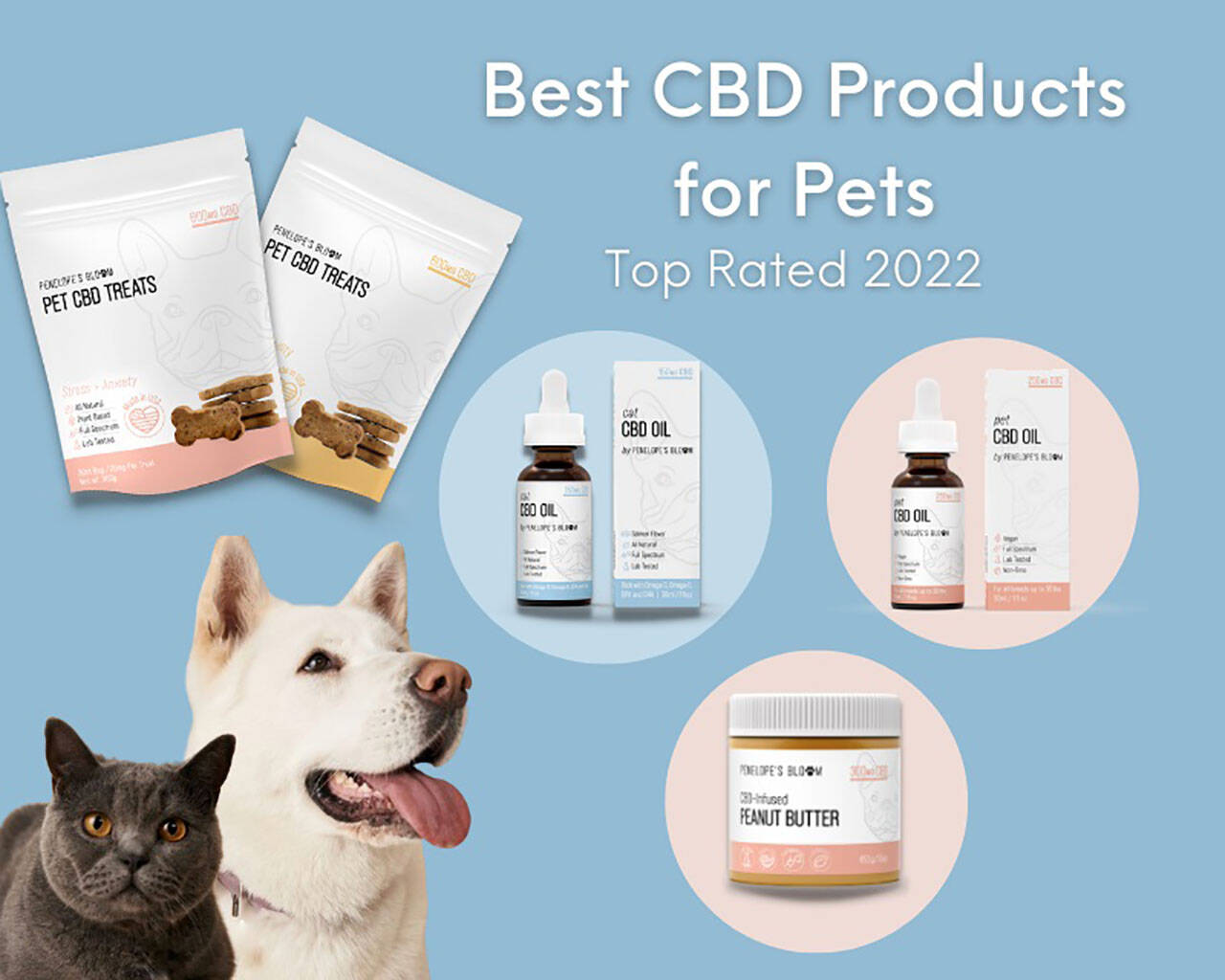 BEST CBD FOR DOGS: TOP PRODUCTS IN 2022 – The Daily World