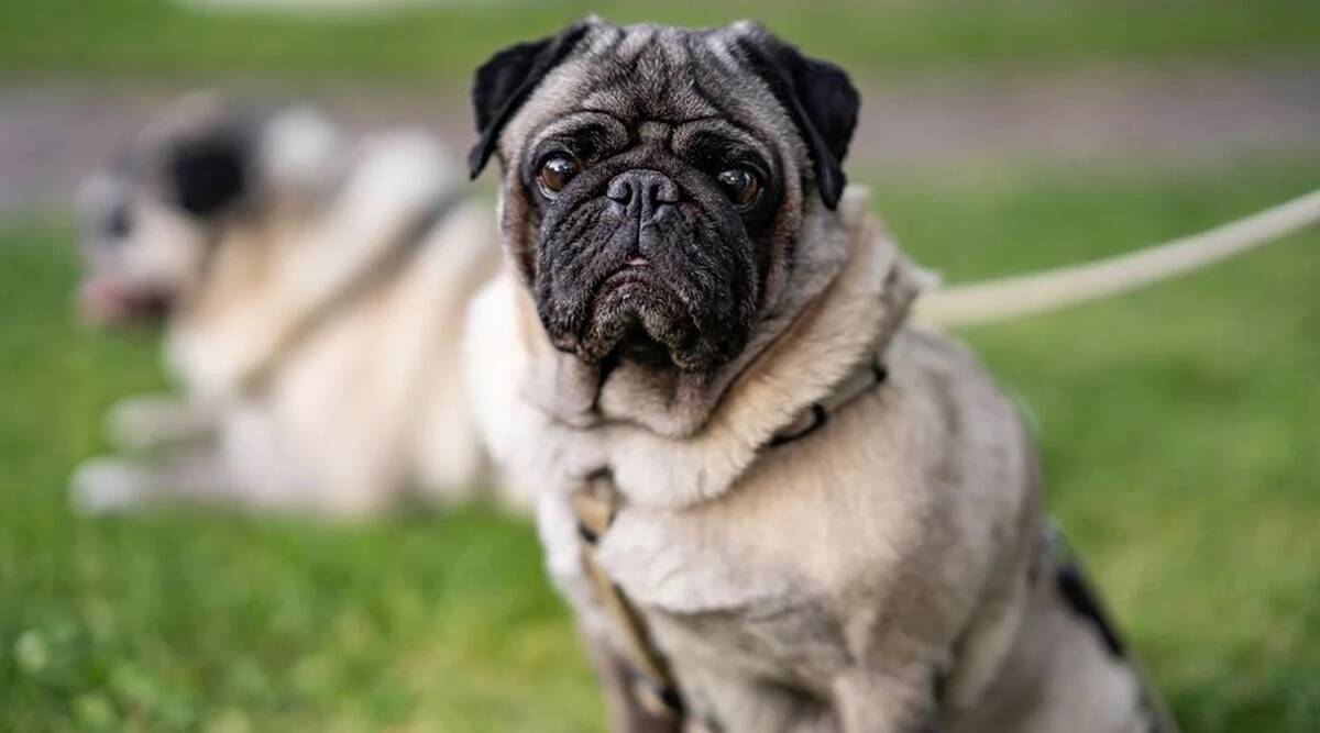 Study urges people to stop buying pugs, English and French bull dogs; here's why – The Indian Express