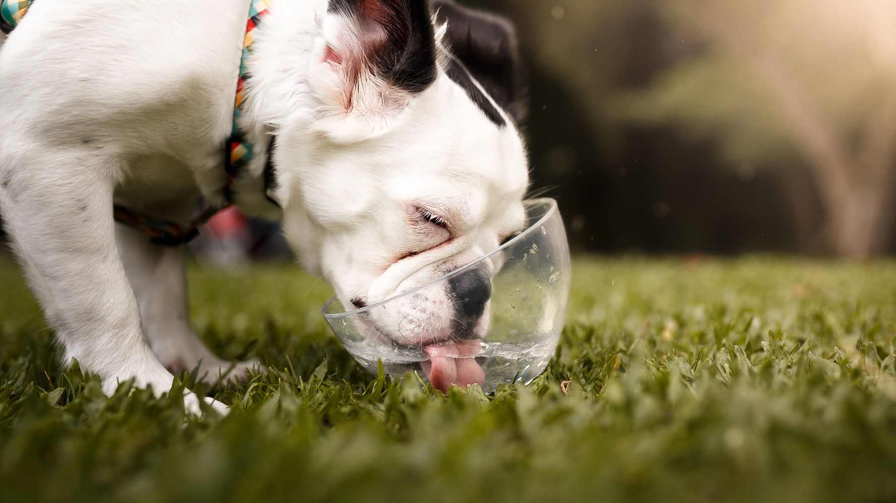 Should I Take My Dog Out In This Heat? – HuffPost