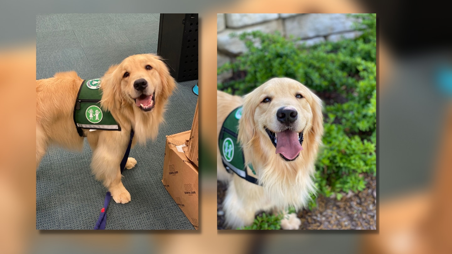 Therapy dog ‘Reggie’ joins Children’s Healthcare of Atlanta – WSB Atlanta