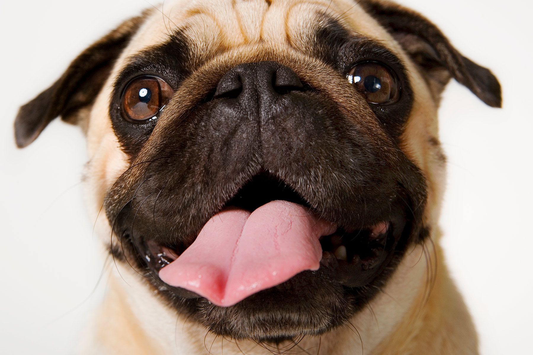 Pugs No Longer Considered 'Typical Dog' Due to Health Issues – WebMD