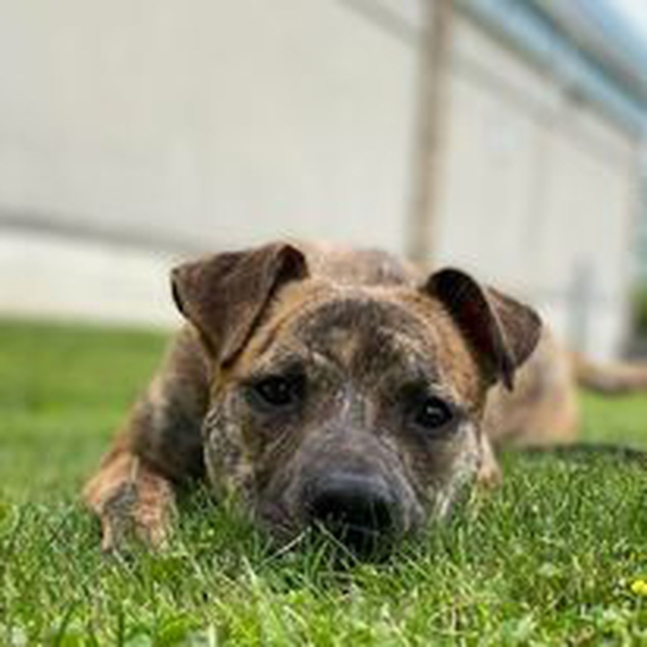 Cuyahoga County Animal Shelter offering $20 adoptions this weekend – cleveland.com