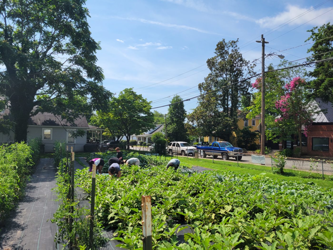 Don't shave your dog, make sure you're sweating — and other things you need to know to prepare for the hottest days of summer – Charlottesville Tomorrow