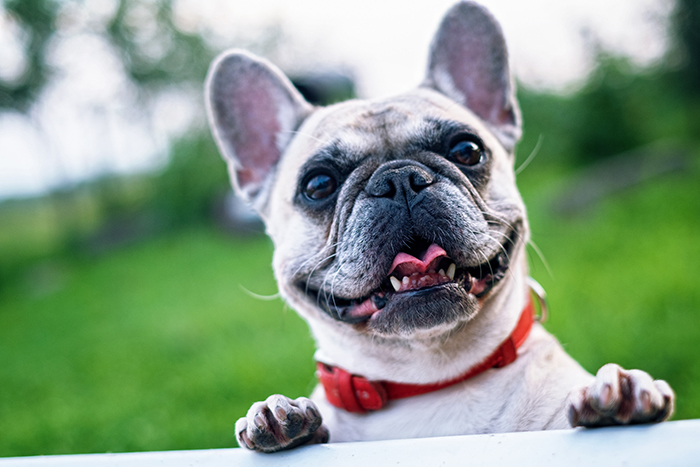 Spot Pet Insurance Vs. Trupanion Pet Insurance: Which Is Better? – E/The Environmental Magazine