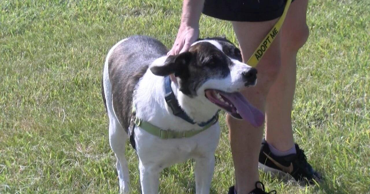 Pet of the Week 7/22/22: Kuch of Delaware Humane Association – wrde.com