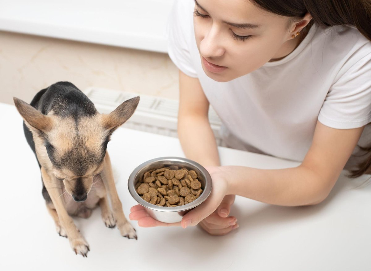 These are 5 expert tips on how to get your picky eating pup to eat its food – The Scotsman