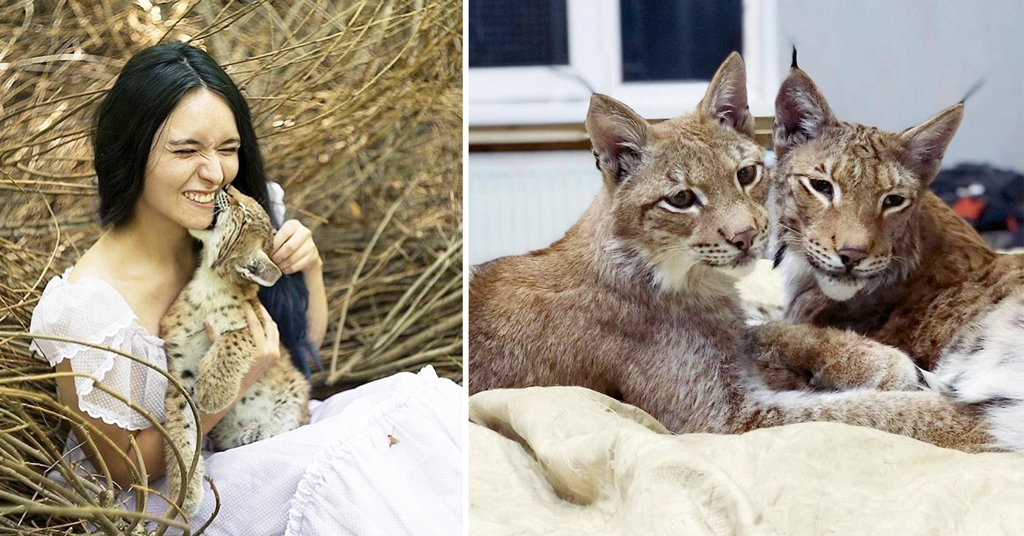 Woman Rescues 2 Baby Lynxes From Fur Farm, Raises Them With Horses, Foxes, and 15 Dogs – The Epoch Times